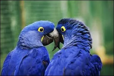 Je vous présente le dernier couple de aras de Spix mais quel est le problème du mâle ?