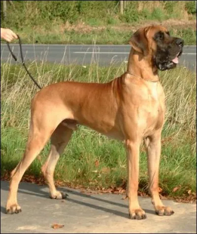 Ne soyez pas peureux, contrairement à lui, et donnez-moi le nom de son acolyte pas plus téméraire :