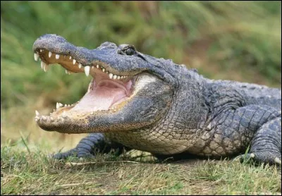 Il vit dans un zoo et il tente sans cesse de s'échapper mais en vain... 
Pouvez-vous me donner la première lettre de son prénom ?