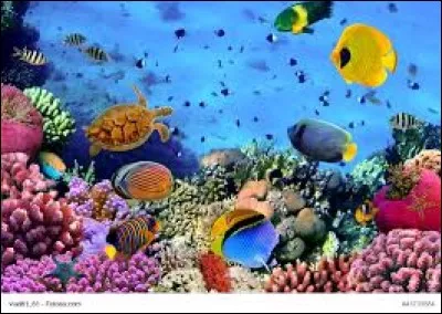 Cet animal est le mammifère marin le plus lourd.