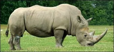 La poudre de ma corne intéresse beaucoup les asiatiques.