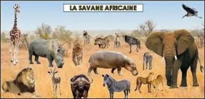 Selon qu'il soit d'Afrique ou d'Asie, ses oreilles sont différentes.