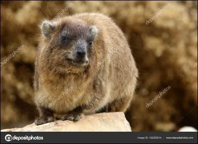 Je suis plus proche des éléphants que de la souris ma famille ? Les Hyracoïdés donc je suis...