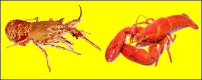 Si je vous dis : "Homard". Sur quel "buzzer" aller-vous appuyez ?