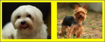Si je vous dis : "Yorkshire Terrier". Sur quel "buzzer" aller-vous appuyez ?