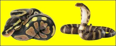 Si je vous dis : "Le cobra". Sur quel "buzzer" aller-vous appuyez ?