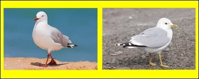 Si je vous dis : "La mouette". Sur quel "buzzer" aller-vous appuyez ?