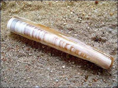 Enfin n'oublions pas ce couteau. De quelle famille fait-il partie ?