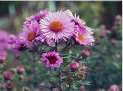 En Polynésie, "fatigués" :