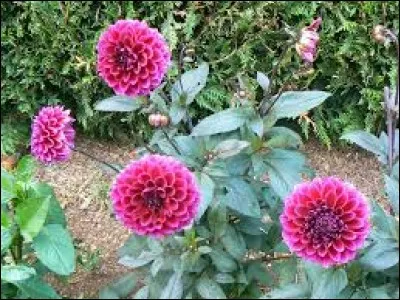 Familièrement, personne qui cherche à impressionner par son comportement ridicule :