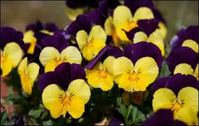 Algue brune géante :