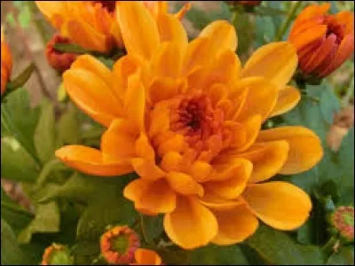 Batte de pelote basque :