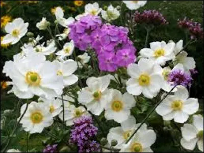 Sarment de vigne porteur de fruits :