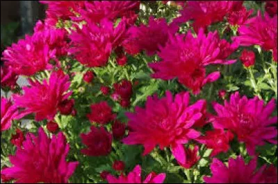 Relatif à une ethnie du Cameroun :