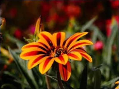 Cannabis séché au pluriel :