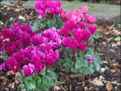 Crustacé des marais salants :