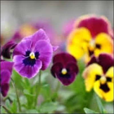 Gorge transversale, dans le Jura :