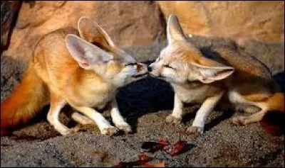 "F" comme "fennec". Citez le nom du désert correspondant à l'habitat de ce petit canidé :