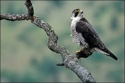 "F" comme "faucon". L'un des représentants de cette famille de rapaces diurnes est connu pour ses vols en piqué, pouvant atteindre aisément les 300 km/h. Duquel s'agit-il ?