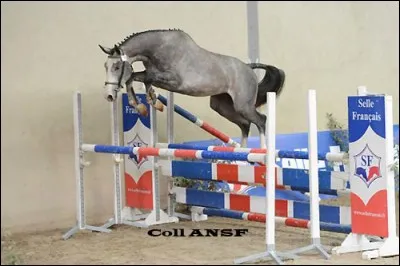 Quelle est cette race ?