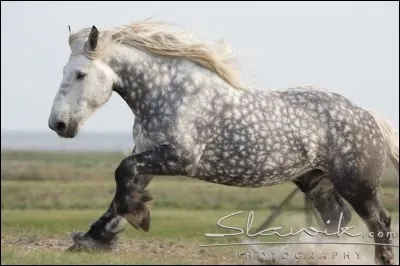 Quelle est cette race ?