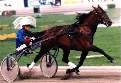 Quelle est cette race ?