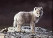 Quiz Quel est l'animal ?