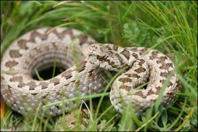 Quel est ce serpent ?