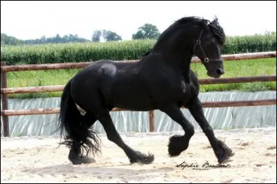 Quel est ce cheval ?