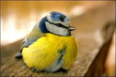 Quel est cet oiseau ?