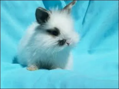 Quel est ce lapin ?