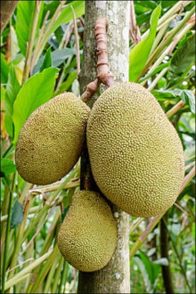 Ce fruit originaire d'Inde et du Bangladesh est cultivé dans la plupart des régions tropicales. On peut le consommer vert et petit en le mélangeant à de la viande fumée, de préférence dans une recette créole. On le surnomme le "fruit du pauvre" , il s'agit...
