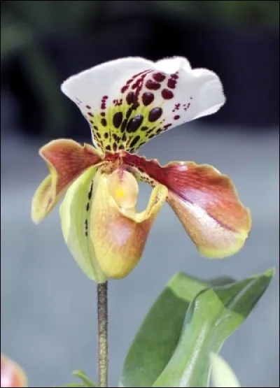 Cette fleur du genre paphiopedilum comprend 60 espèces. C'est une orchidée à feuilles tessellées. Elle préfère plutôt la chaleur "jusqu'à 25 degrés l'été" . Cette famille est très présente sur l'île de La Réunion. Comment est-elle également appelée couramment ?