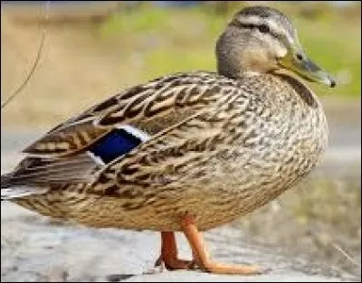 Phonétiquement, quelle lettre faut-il placer devant le synonyme d'une bourrique mâle pour le transformer en anatidé femelle ?