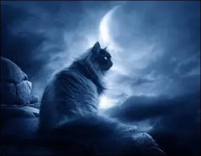 Complétez - La nuit, tous les chats sont...