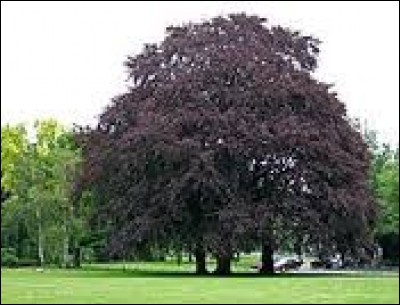 Le ____ commun est un arbre.