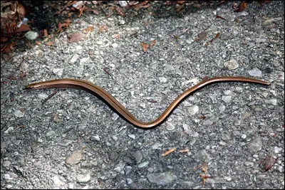 Cet animal est-il un serpent ?