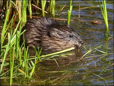 Oh, mais c'est un...