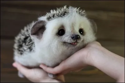 L'accouplement a lieu entre le mois de ... et le mois de ... .