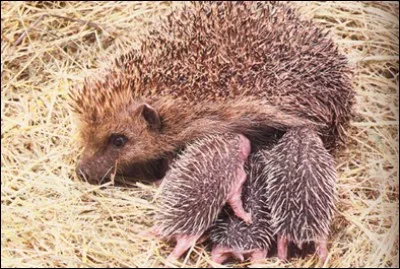 L'émission TV "C'est pas sorcier" sur le hérisson existe .