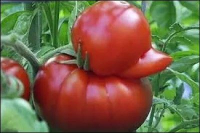A quel animal cette tomate ressemble-t-elle ?