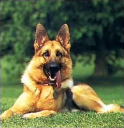 Cette émission ayant traversée nombre de décennies est consacrée aux animaux domestiques :