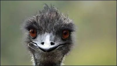 Est-ce vrai que le cerveau des autruches est plus petit que leurs yeux ? Si oui regardez bien la taille de ses yeux.