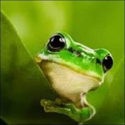 Quelle est la particularité d'une grenouille ?