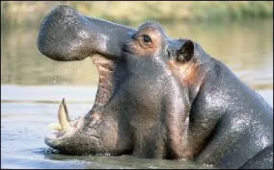 De quelle couleur est le lait d'hippopotame ?