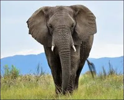 Combien de kg de végétaux l'éléphant mange-t-il quotidiennement ?