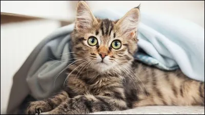 Quel est le nom du chat de Martine ?