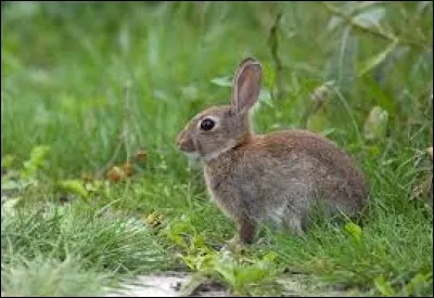 Cet animal n'est pas nocturne.