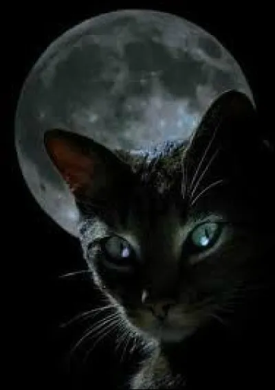 "La nuit tous les chats sont gris". Ce proverbe est juste.
