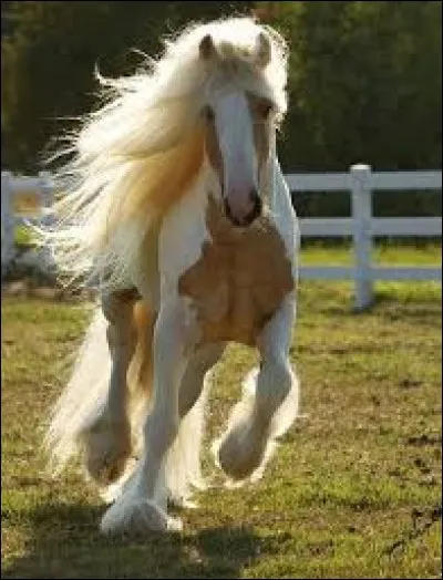 Quelle appellation n'est pas celle d'une balzane ?